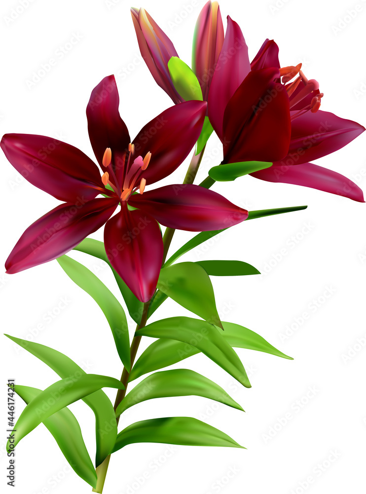 isolated on white three dark cherry lilies with green leaves isolated on white three dark cherry lilies with green leaves
