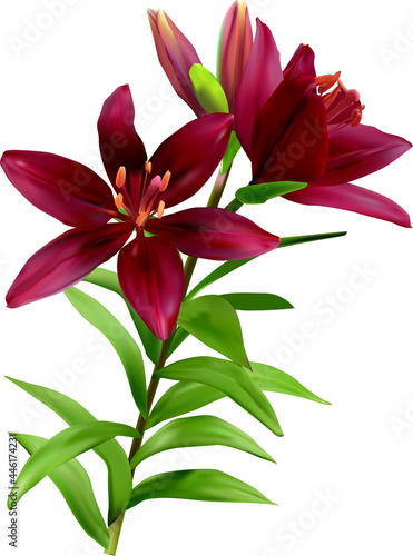 isolated on white three dark cherry lilies with green leaves
