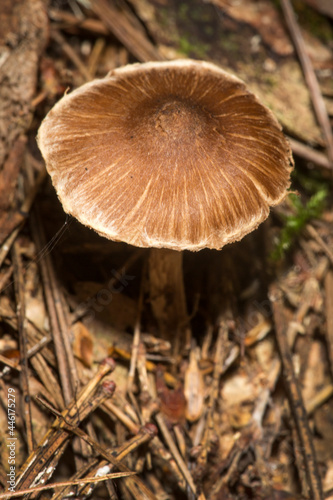 Funnel cap mushroom at the John Hay National Wildlife Refuge.
