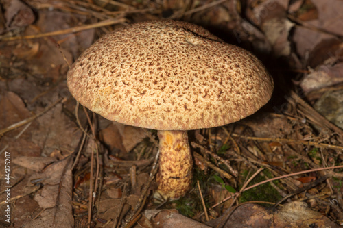 Bolete mushroom at the John Hay National Wildlife Refuge. photo