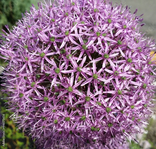                      Allium