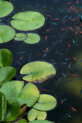 downtown in Tokyo,street view, plant,kingyo fish,medaka fish,alley,bal,etc. photo