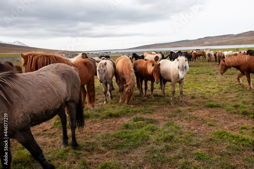 Isl  nder beim Pferdeabtrieb im Herbst in Island fotografiert.