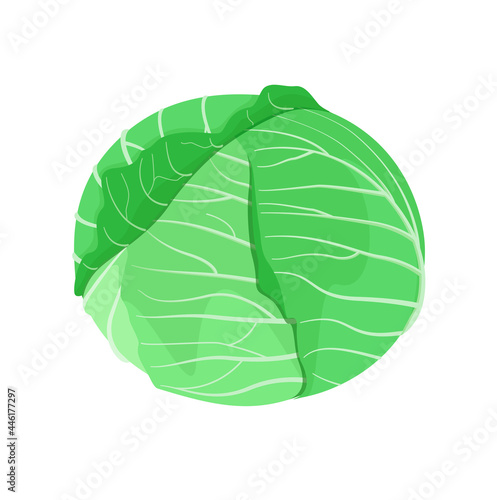 Green cabbage on a white background. A vegetable.