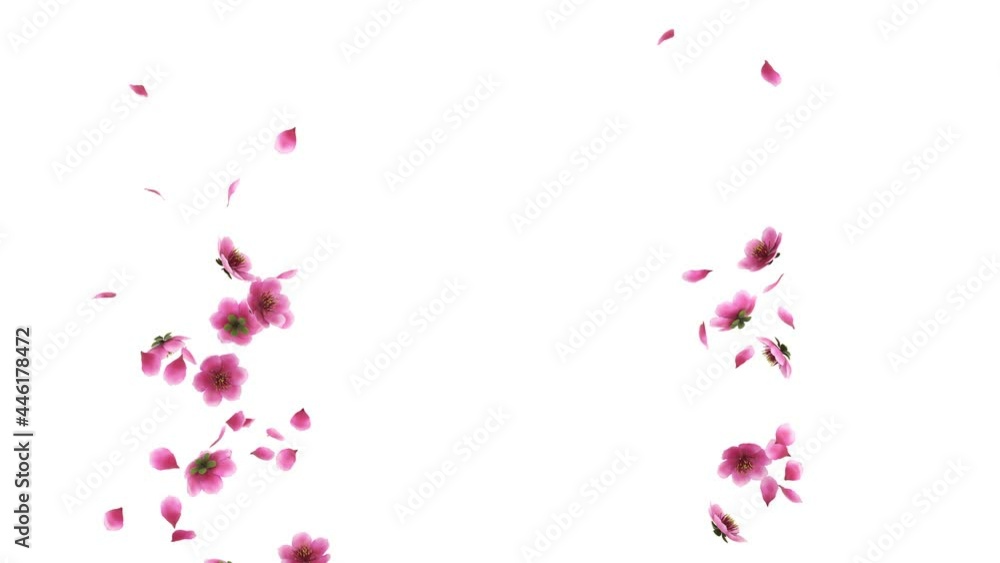 3D animation of a pink cherry sakura flower petals flow with alpha layer 3D animation of a pink cherry sakura flower petals flow with alpha layer