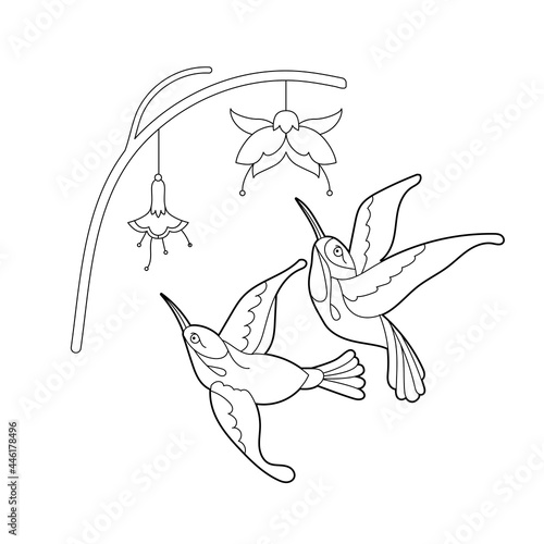 Tropical fancy birds. Black and white picture. Contour linear illustration for coloring book with paradise birds. Line art design for adult or kids  in zentangle style and coloring page.