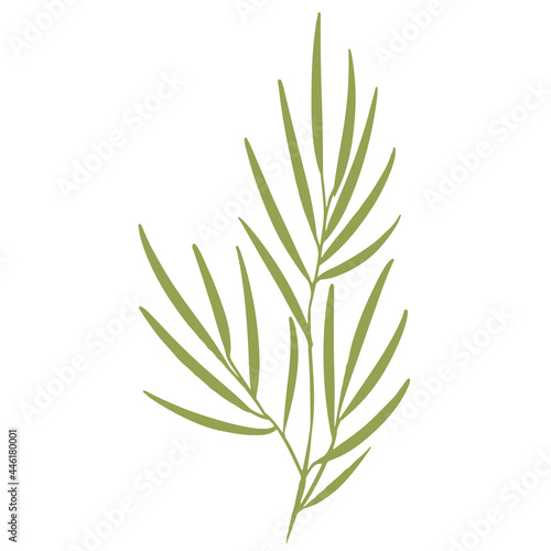 Vector illustration of a palm tree branch with green leaves. Design for fabric, printing, wallpaper, packaging, posters, medicine, beauty, postcards.