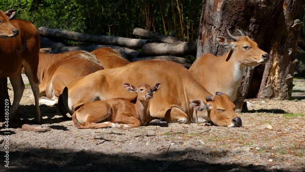 Family of Banteng, Bos javanicus or Red Bull. It is a type of wild cattle But there are key characteristics that are different from cattle and bison: a white band bottom in both males and females. Family of Banteng, Bos javanicus or Red Bull. It is a type of wild cattle But there are key characteristics that are different from cattle and bison: a white band bottom in both males and females.