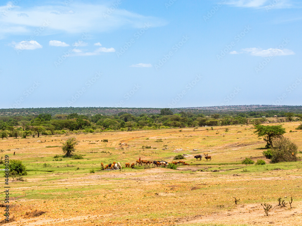 Savanna landscape with cattle in Africa