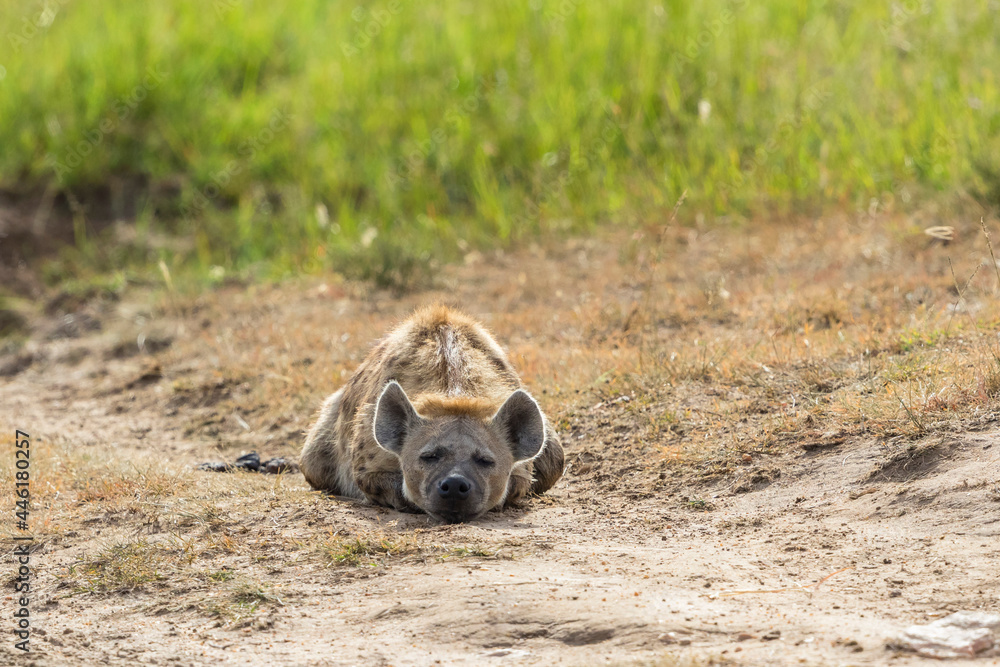Spotted Hyena lying and sleeping on the ground Spotted Hyena lying and sleeping on the ground