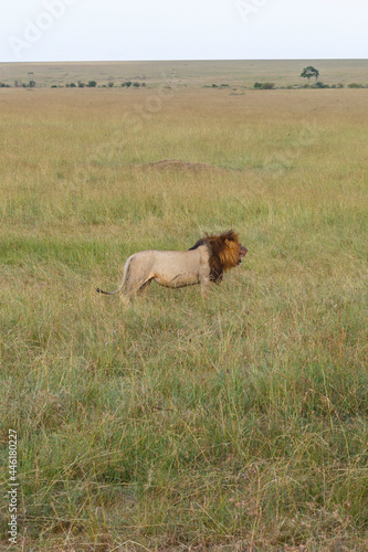 Big male Lion at standing in the grassland in africa