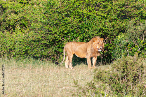 Male lion standing and watching