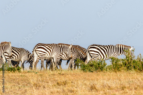 Zebras walking on the savanna