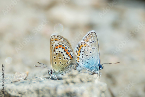 Macro photography of two blue lycaenidae butterflies, polyommatini, that mate. Bright blurred background out of focus with copy space and place for text.