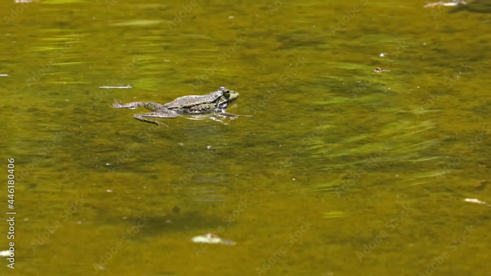 Common frog, Rana temporaria, single reptile croaking in water, also known as the European common frog or European grass frog, is a semi-aquatic amphibian of the family Ranidae Common frog, Rana temporaria, single reptile croaking in water, also known as the European common frog or European grass frog, is a semi-aquatic amphibian of the family Ranidae