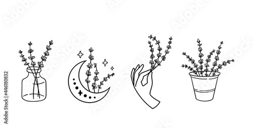 Wildflowers lavender black and white clipart bundle, line lavender flower set, botanical floral isolated elements, meadow flowers vector illustration