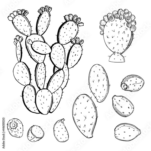 Edible cactus.Vector  illustration.
