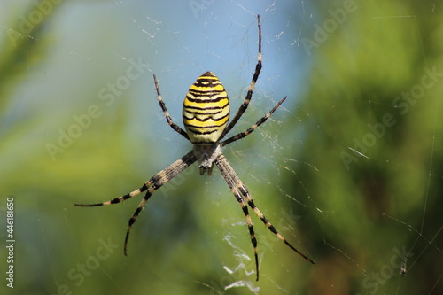A wasp spider on its hunting web. The bright striped abdomen of the female spider Argiope bruennichi.