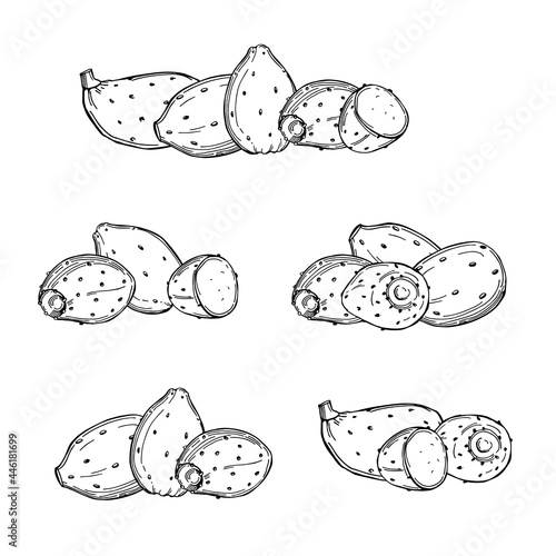 Edible cactus.Vector  illustration.