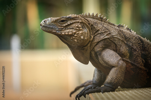 a large lizard like an iguana is resting