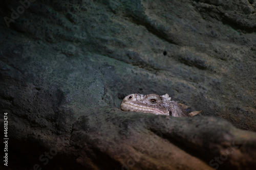 a large lizard like an iguana is resting
