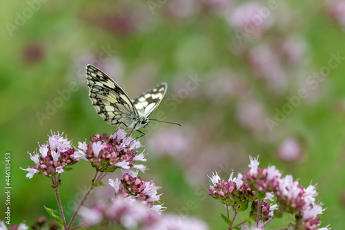 black white butterfly checkerboard sitting on a marjoram blossom © janny2