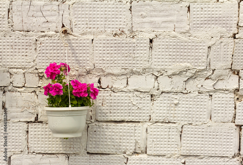 Beautiful lush bright petunias in a pot near a white brick wall.