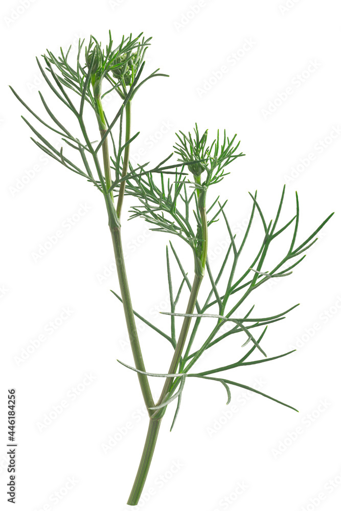 Obraz premium Ajwain or ajowan (Trachyspermum ammi) herb, fresh, isolated