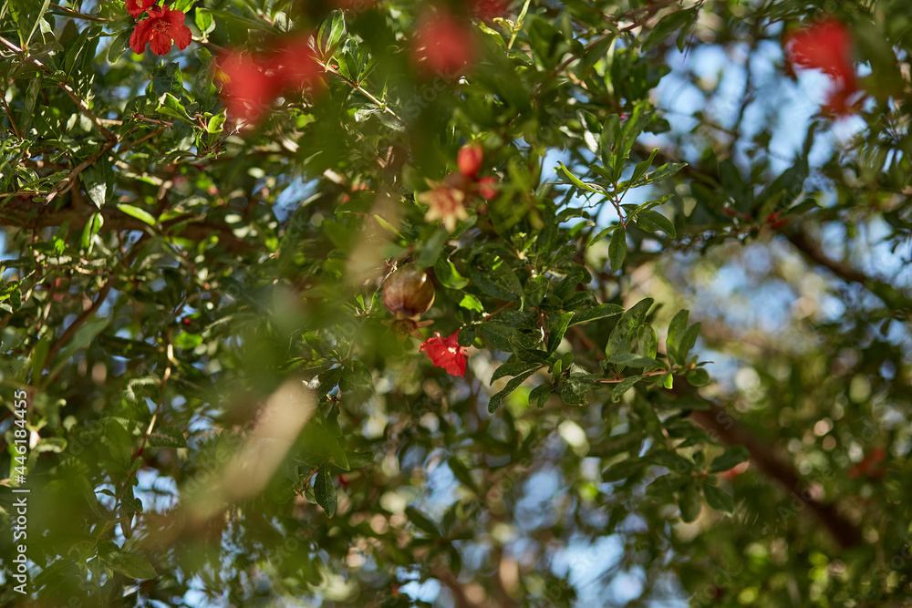 Colorful bloom of pomegranate on a sunny day in spring. Botanical floral background