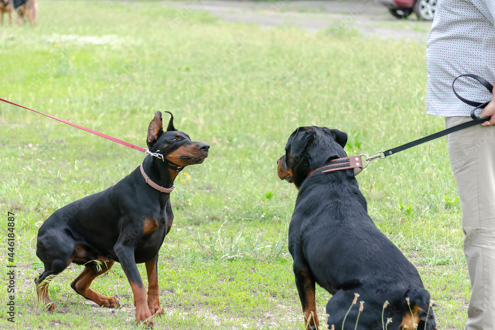 Meeting of two black pets in dog park. Adult Rottweiler in front