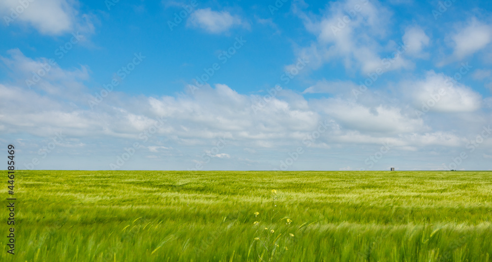Fototapeta premium field of wheat and blue sky in dobrogea region, romania