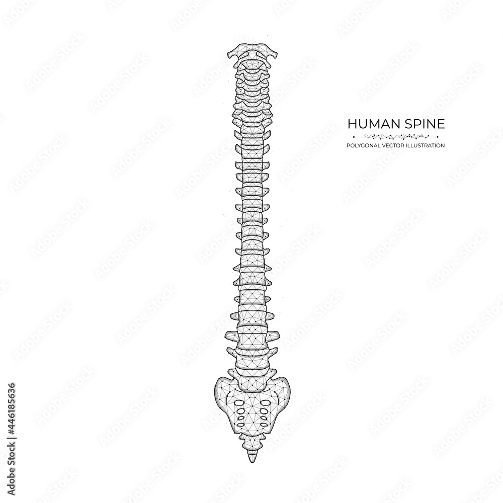 Human spine diagram low poly art. Polygonal vector illustration of a  healthy human spine. Stock Vector | Adobe Stock