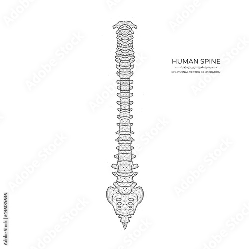 Human spine diagram low poly art. Polygonal vector illustration of a healthy human spine.