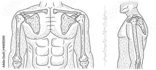 Polygonal vector illustration of a human model, shoulder joint, and elbow joint.
