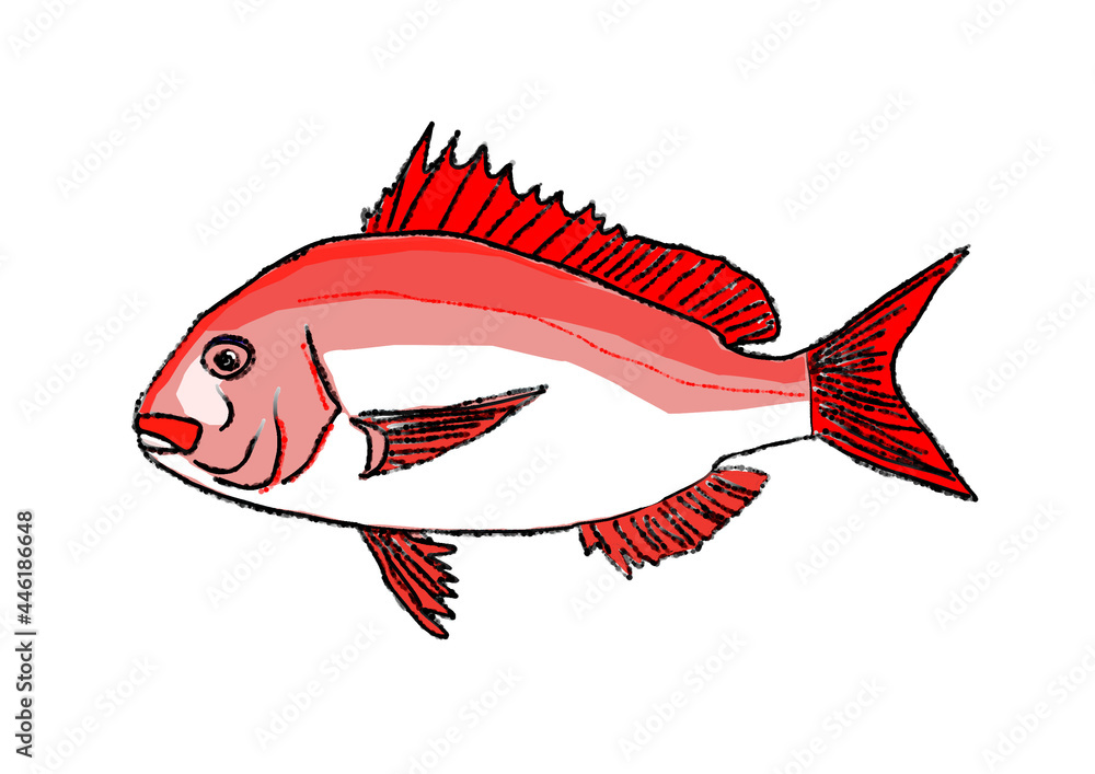 真鯛 Stock イラスト Adobe Stock 真鯛 Stock イラスト Adobe Stock