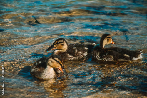 Little ducklings are swimming in the water. Ducks in the lake © Ирина Сапроненко