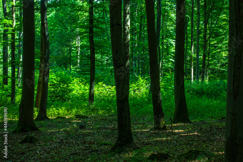 Las drzewa puszcza park krajobraz gęsty stary zielony zieleń cień światło naturalny buk