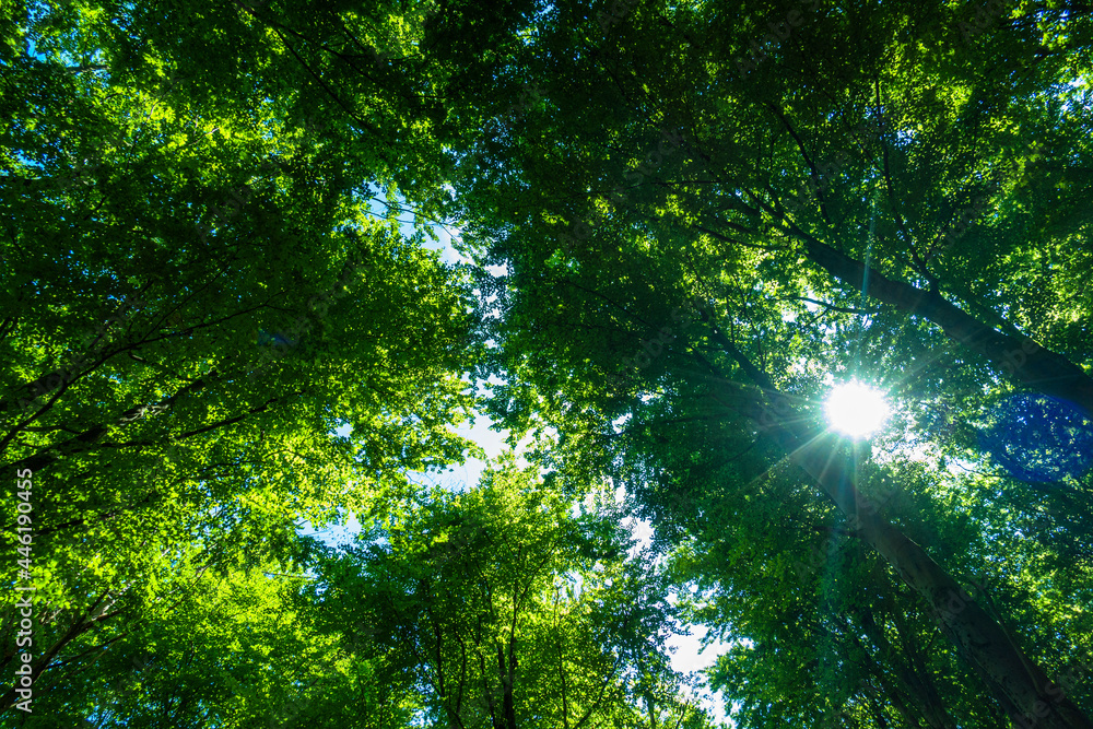 Obraz na płótnie Las drzewa puszcza park krajobraz gęsty stary zielony zieleń cień światło naturalny buk w salonie
