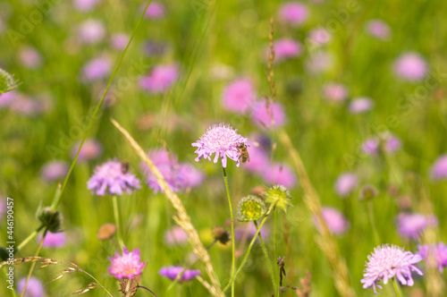 Flowers of Knautia close up on a meadow