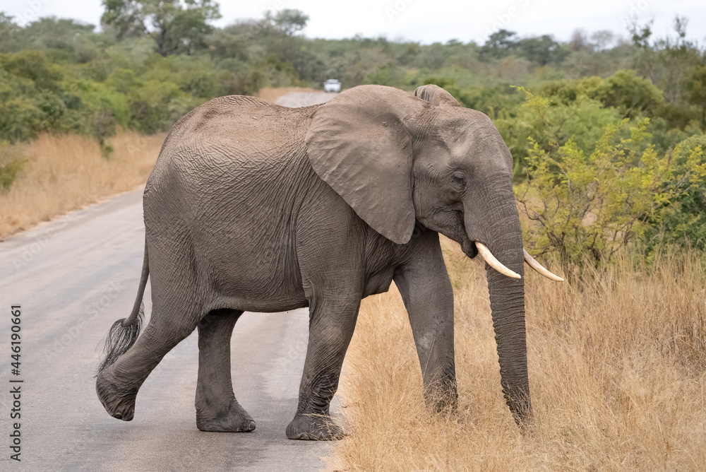 An African elephant walking across a road into the bush.