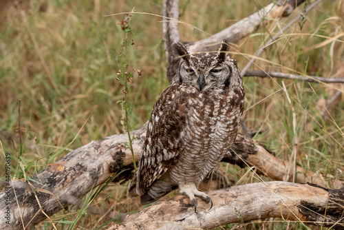 An Eagle Owl standing on a fallen tree branch.