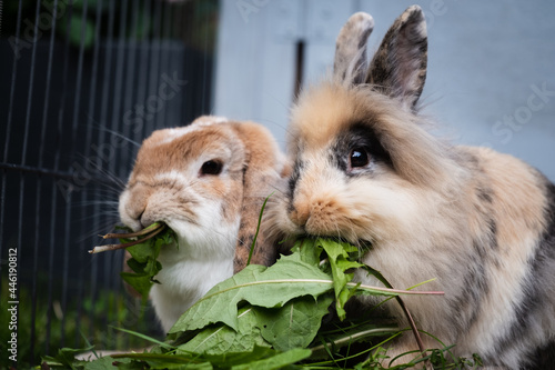 Tableau sur toile Zwergkaninchen beim fressen