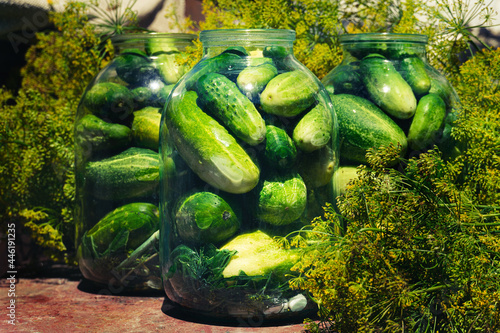 a lot of dill and cucumbers in jars. the process of canning cucumbers on a sunny day.