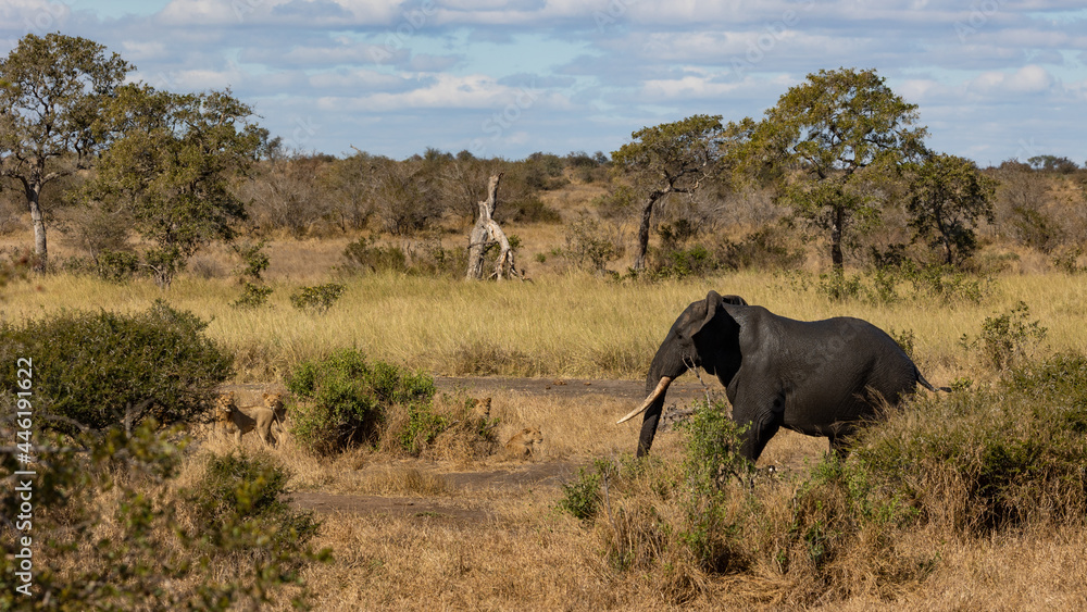 Fototapeta premium Elephant bull walking past a pride of lions