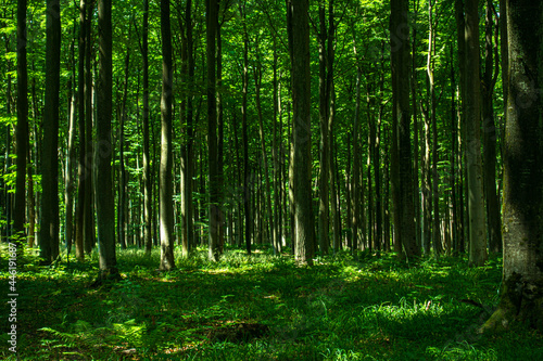 Las drzewa puszcza park krajobraz gęsty stary zielony zieleń cień światło naturalny buk © Dariusz