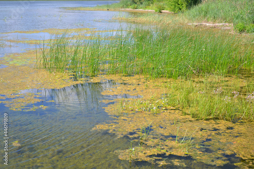 Stagnant bog lake with clear water in sunny summer day. Landscape. Beautiful wallpaper. Horizontal view 