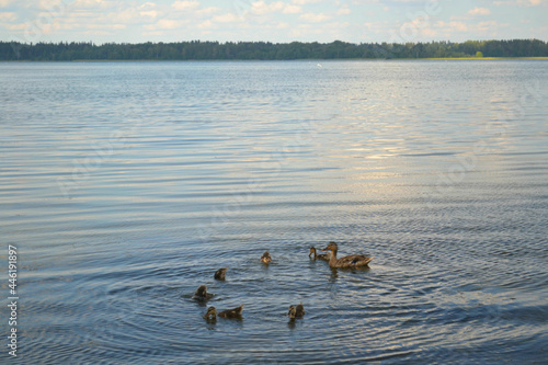 Duck family with ducklings floating in the lake. Beautiful landscape with horizon. 