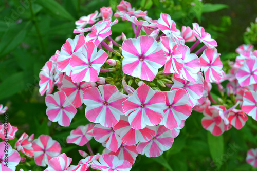 Pink-white phlox flowers. Closeup. Gardening.