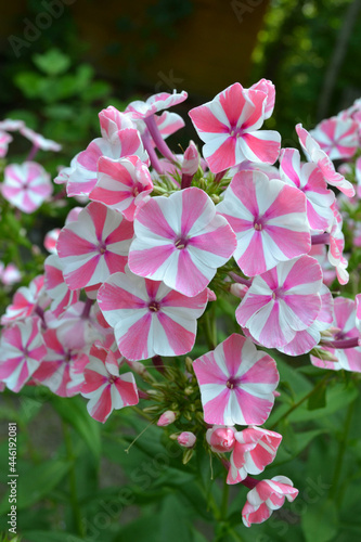 Pink-white phlox flowers. Closeup. Gardening.