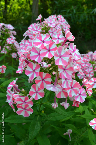 Pink-white phlox flowers. Closeup. Gardening.